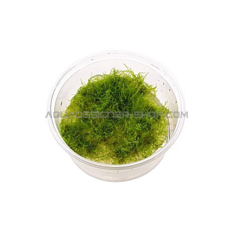 Mini Taiwan moss