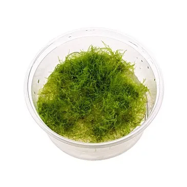 Mini Taiwan moss