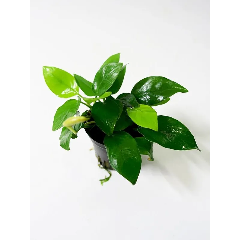 Anubias 'Petite' anubias bonsai aquadesigner aquascaping tropica 