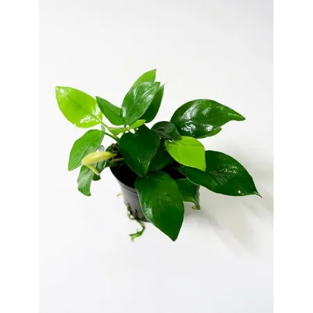 Anubias 'Petite' anubias bonsai aquadesigner aquascaping tropica 