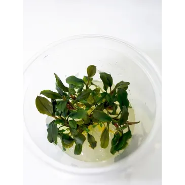 Bucephalandra  sp red