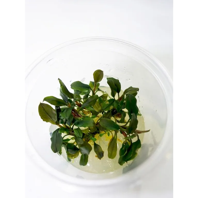 Bucephalandra  sp red