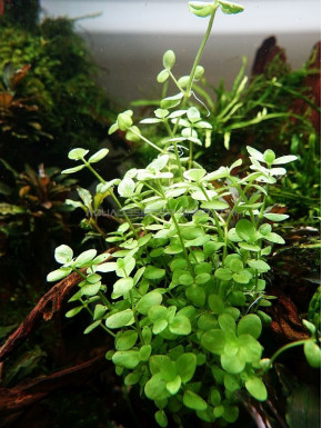 Bacopa australis