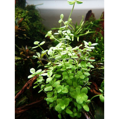 Bacopa australis