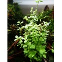 Bacopa australis