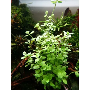 Bacopa australis