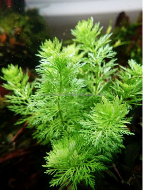 Limnophila sessiliflora