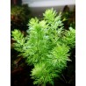 Limnophila sessiliflora