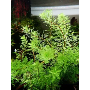 Myriophyllum tuberculatum