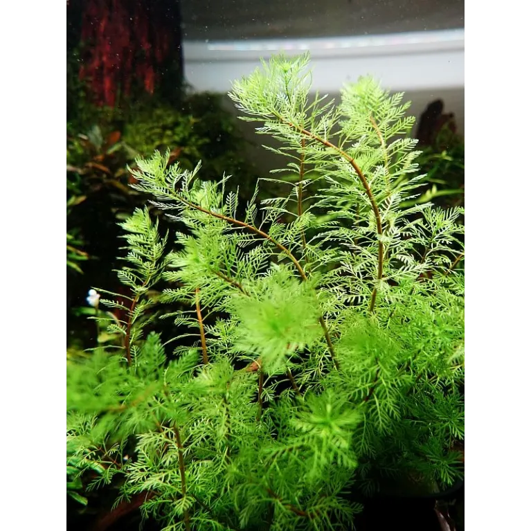 Myriophyllum tuberculatum