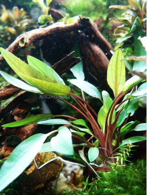 Cryptocoryne beckettii 'Petchii'