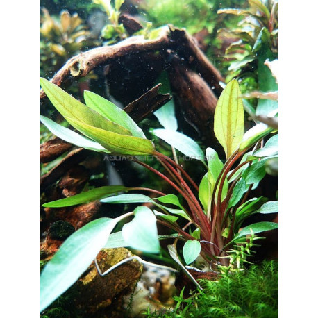 Cryptocoryne beckettii 'Petchii'