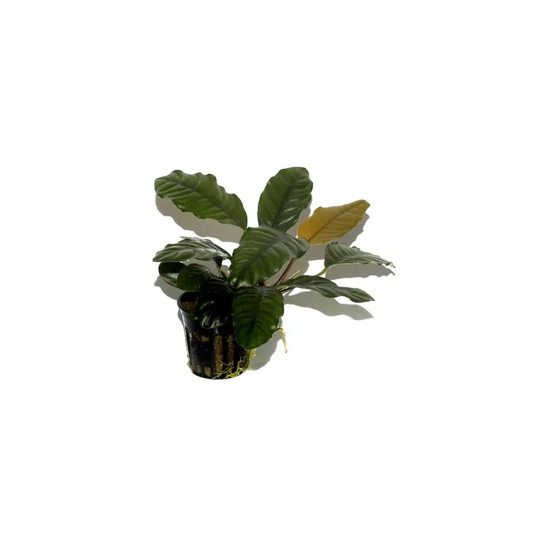 Anubias barteri 'Coffeefolia'