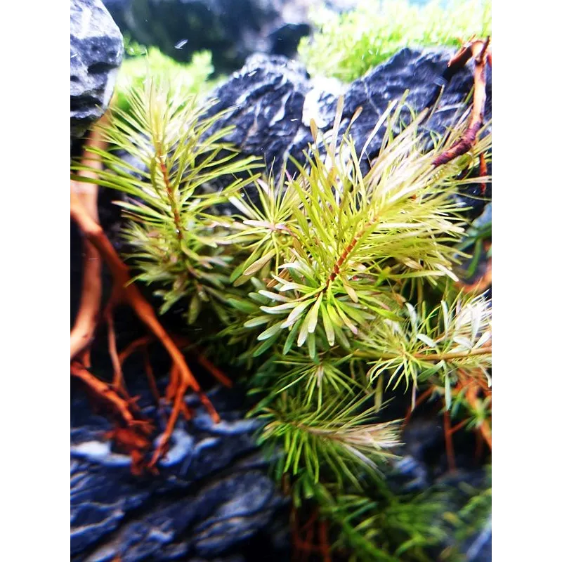 Rotala rotundifolia plante aquarium facile aquadesigner aquascaping