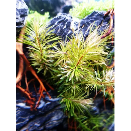 Rotala rotundifolia plante aquarium facile aquadesigner aquascaping