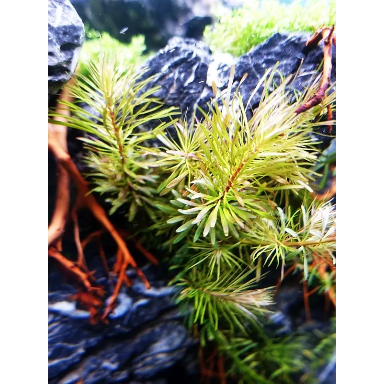 Rotala rotundifolia plante aquarium facile aquadesigner aquascaping