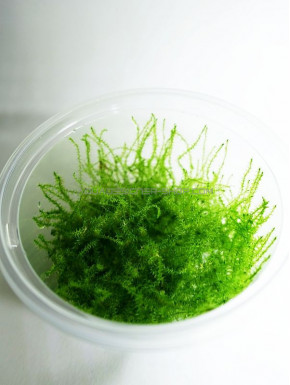 Stringy moss Leptodictyum Riparium "in vitro"