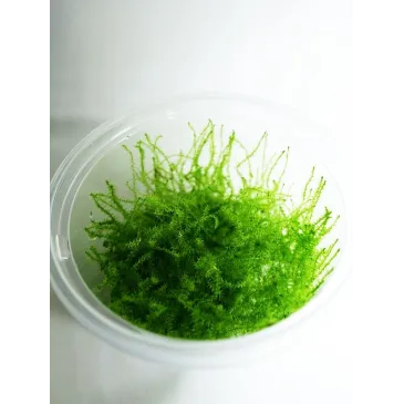 Mini Taiwan moss
