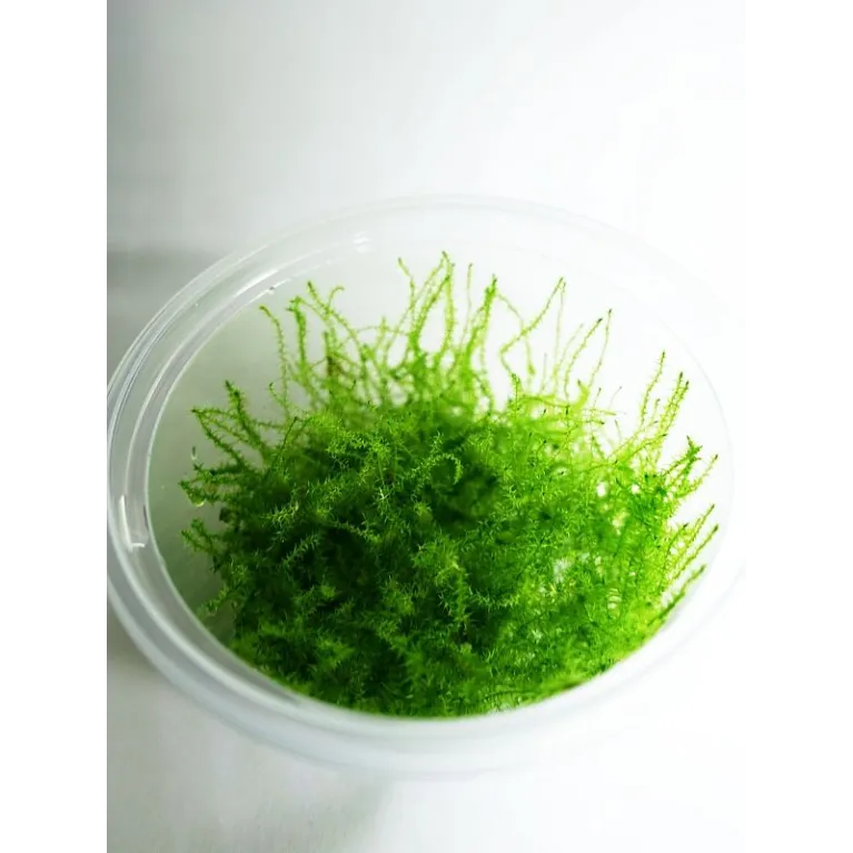 Mini Taiwan moss