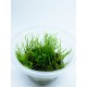 Mini Taiwan moss