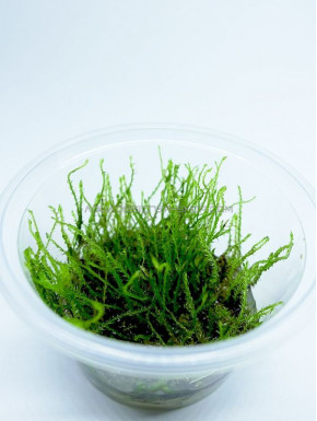 Creeping moss Vesicularia Species "in vitro"