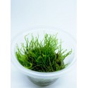 Creeping moss Vesicularia Species "in vitro"