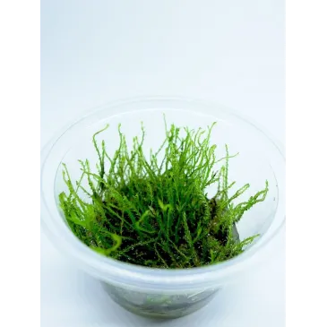 Mini Taiwan moss