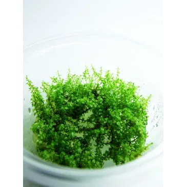 Mini Taiwan moss