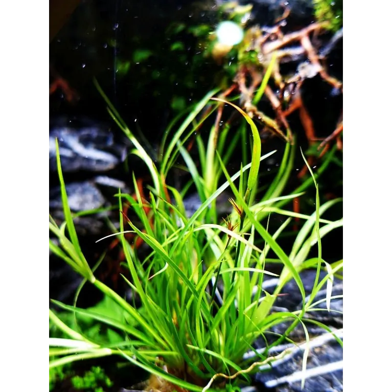 Juncus Repens