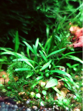 Cryptocoryne parva