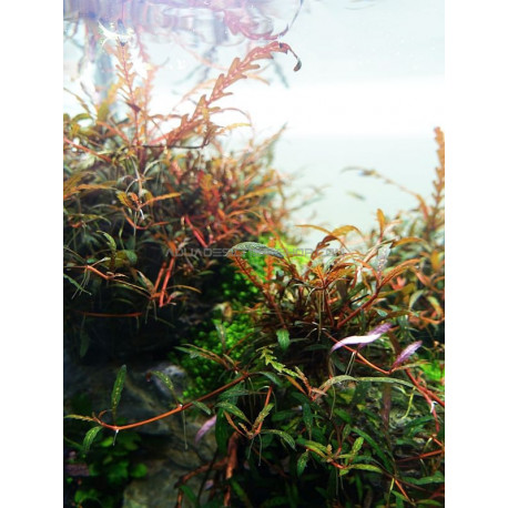 Hygrophila pinnatifida