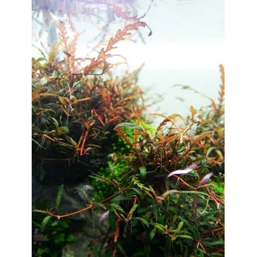 Hygrophila pinnatifida