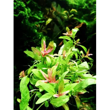 Hygrophila polysperma 'Rosanervig'