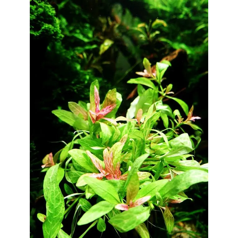 Hygrophila polysperma 'Rosanervig'