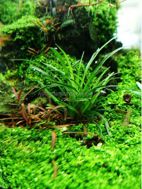 Eriocaulon polaris in vitro