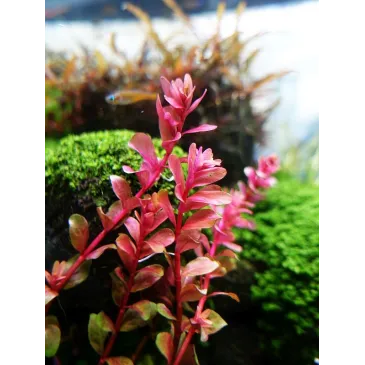 Rotala Yao Yai plante aquarium facile aquadesigner aquascaping