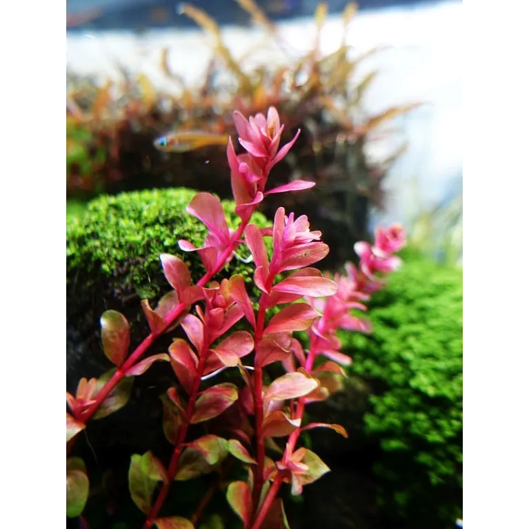 Rotala Yao Yai plante aquarium facile aquadesigner aquascaping