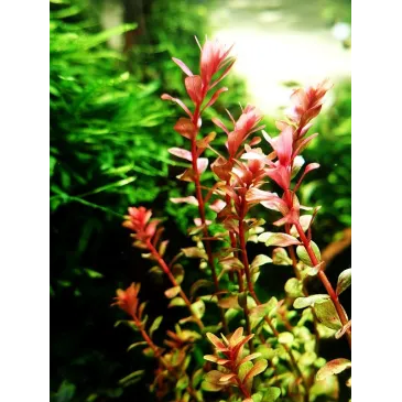 Rotala Orange Juice plante aquarium facile aquadesigner aquascaping
