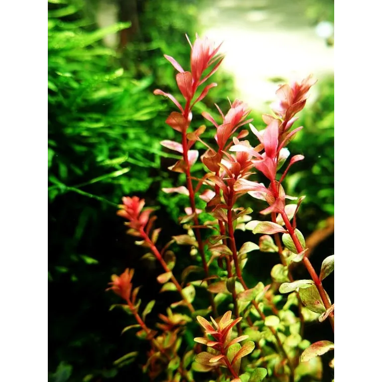 Rotala Orange Juice plante aquarium facile aquadesigner aquascaping