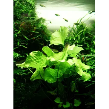 Nymphoides hydrophylla 'Taiwan'