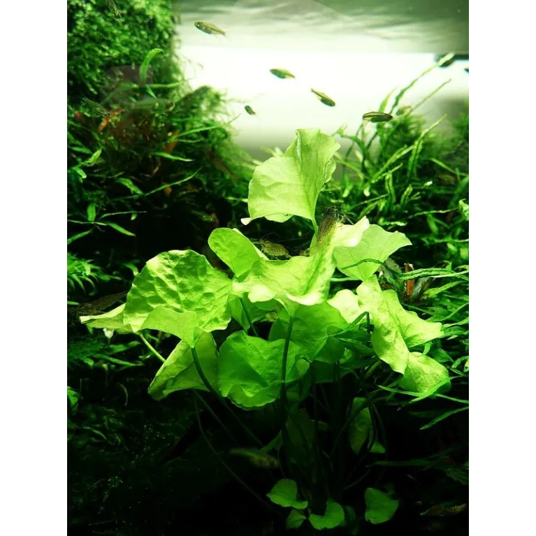 Nymphoides hydrophylla 'Taiwan'