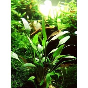 Cryptocoryne x willisii