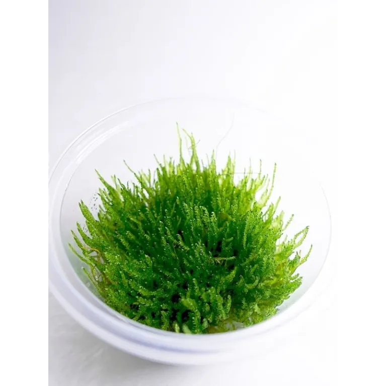 Mini Taiwan moss