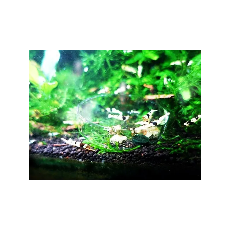 Coupelle en verre diamètre 6cm pour nourrissage crevette