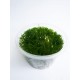 Mini Taiwan moss