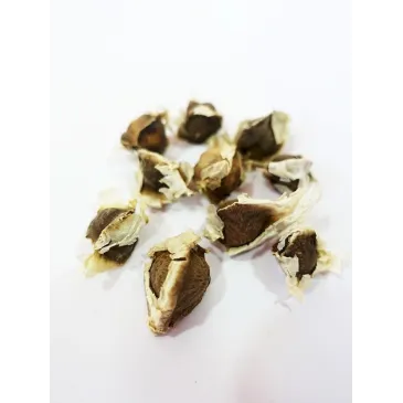 Graine de Moringa Oleifera x10