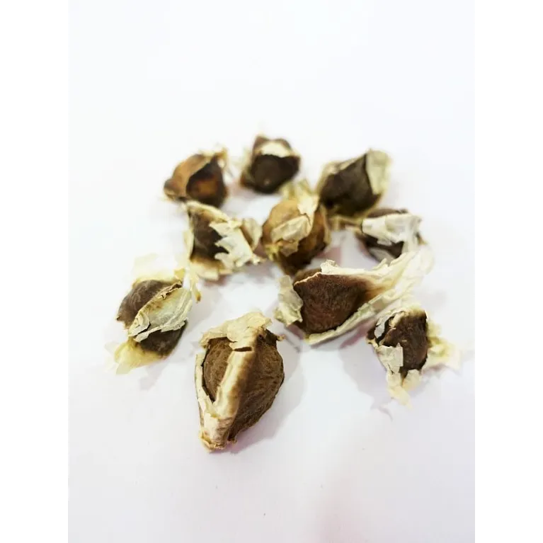 Graine de Moringa Oleifera x10