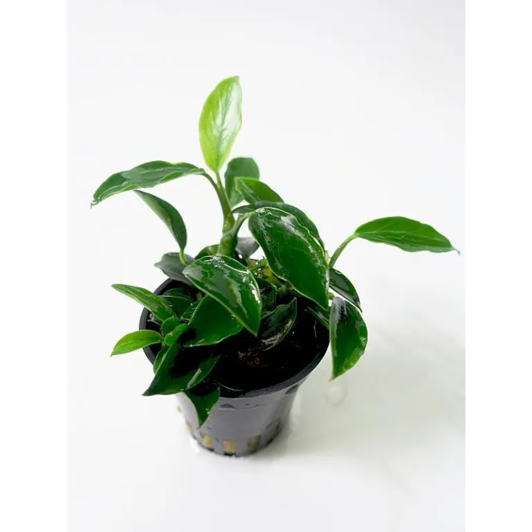 Anubias 'Petite' anubias bonsai aquadesigner aquascaping tropica 