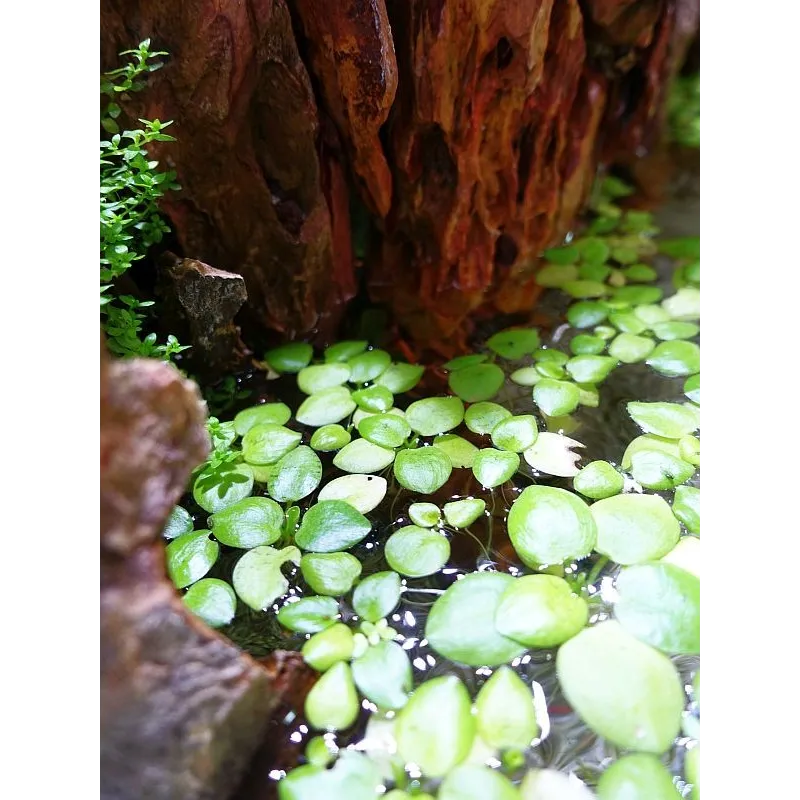 Limnobium laevigatum