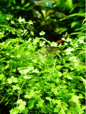 Hydrocotyle tripartita